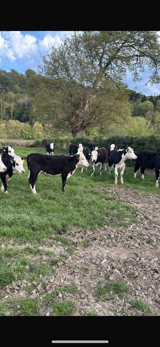 12 Hereford heifers - Image 1