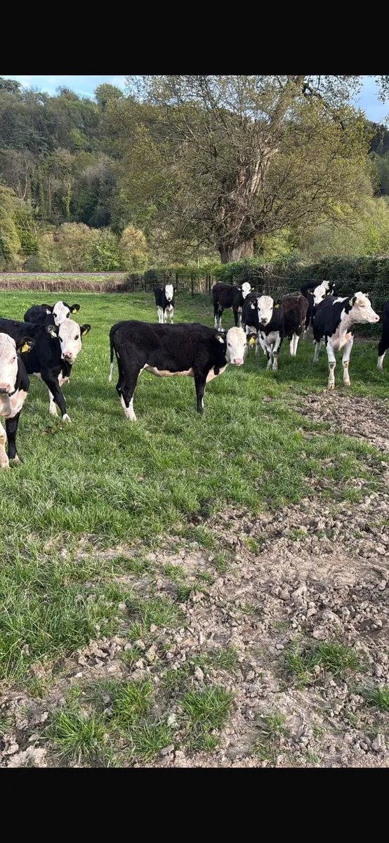 12 Hereford heifers - Image 2