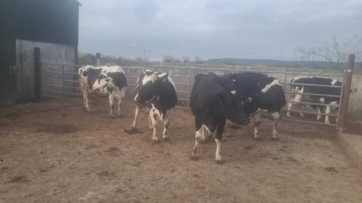 Dairy cows - Image 4