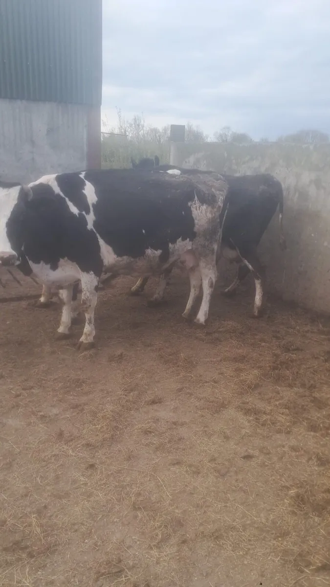 Dairy cows - Image 1