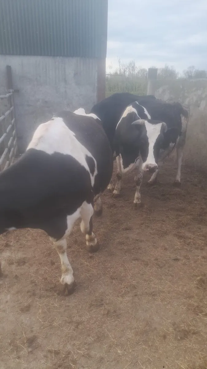 Dairy cows - Image 2