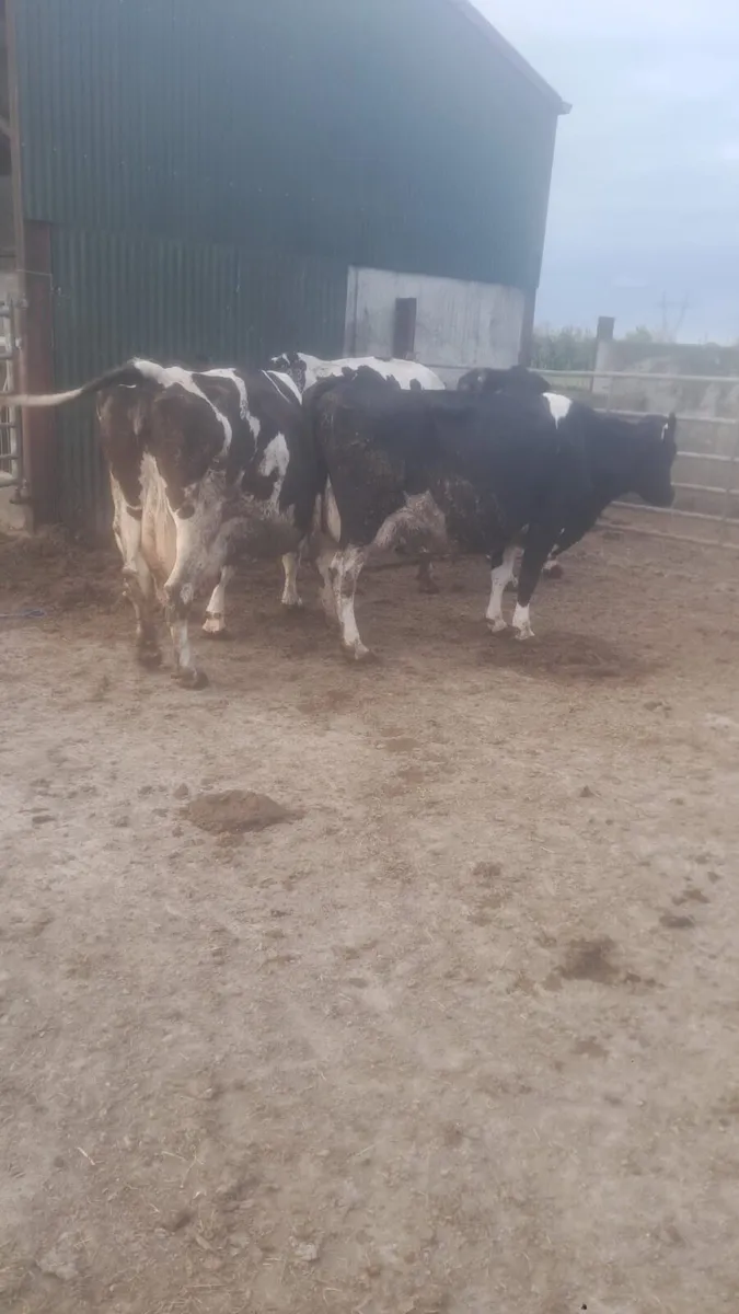 Dairy cows - Image 3