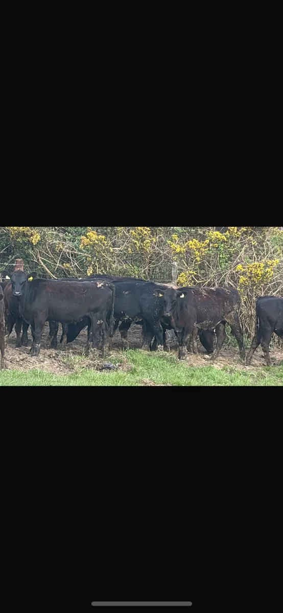 10 Angus heifers - Image 3