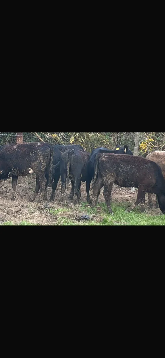 10 Angus heifers - Image 4