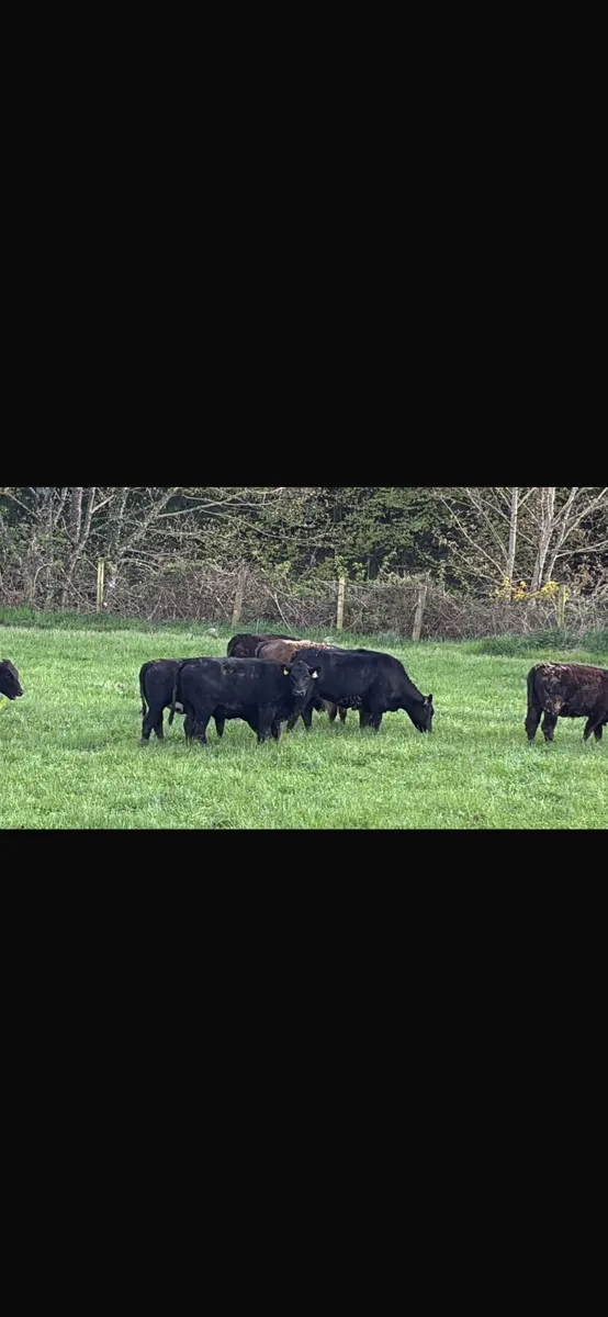 10 Angus heifers - Image 2
