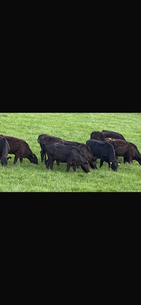 10 Angus heifers - Image 1