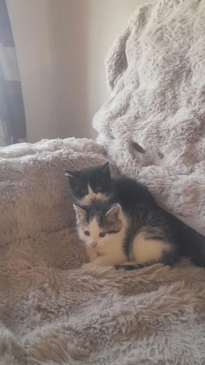 Kittens - Image 2