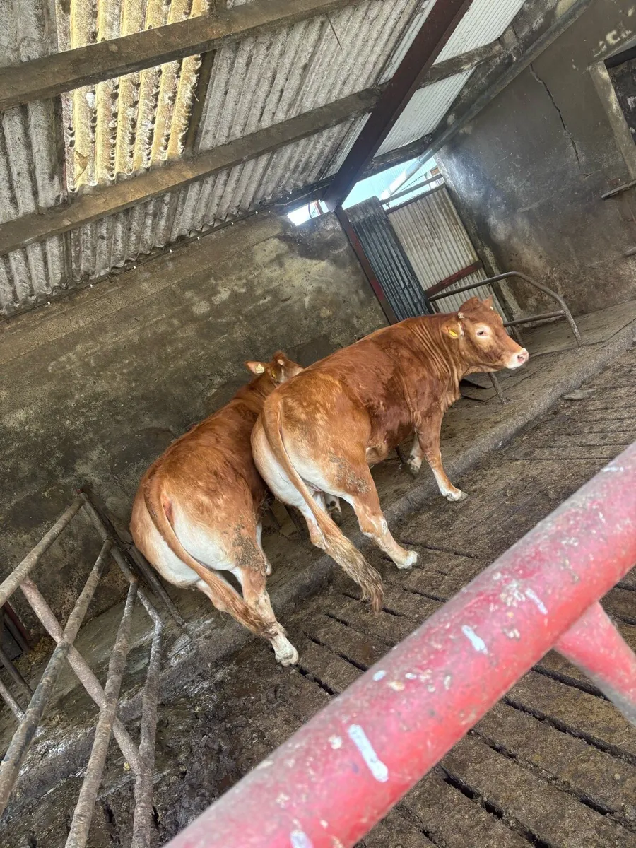 Lovely quality pair of limousine heifers - Image 1