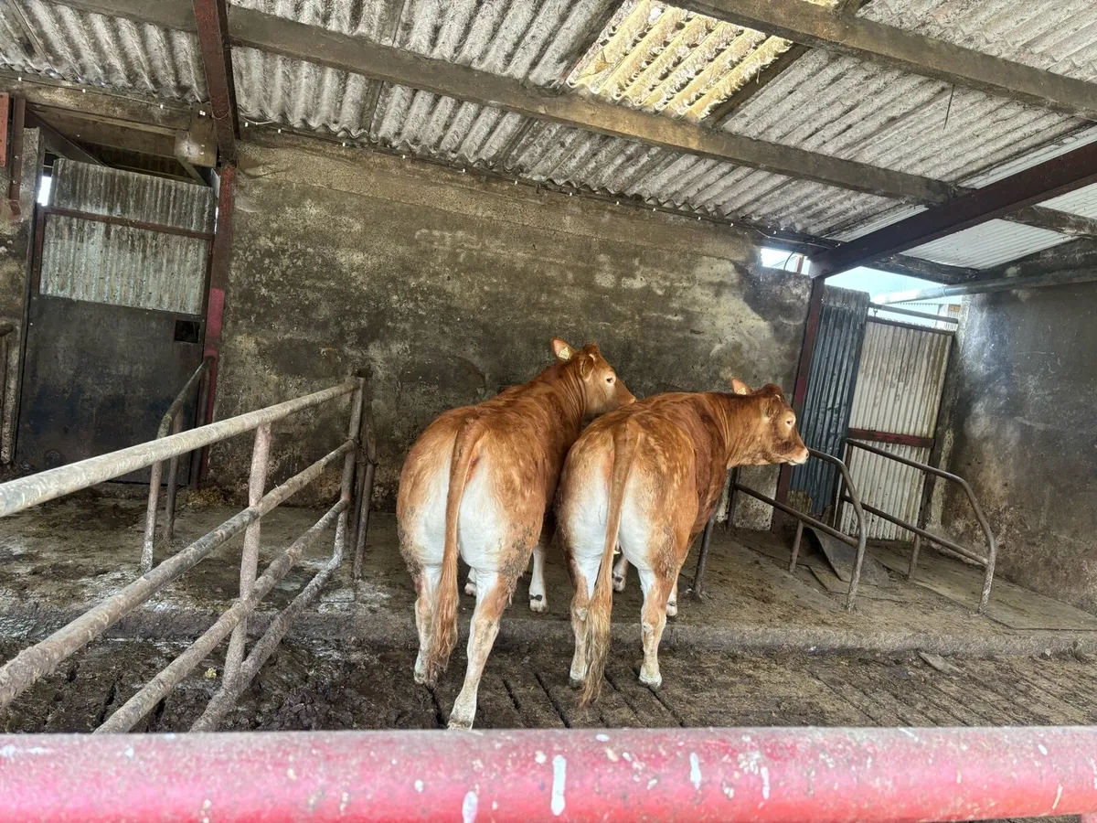 Lovely quality pair of limousine heifers - Image 4
