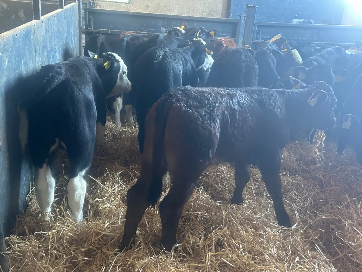 30 continental bull calves - Image 1