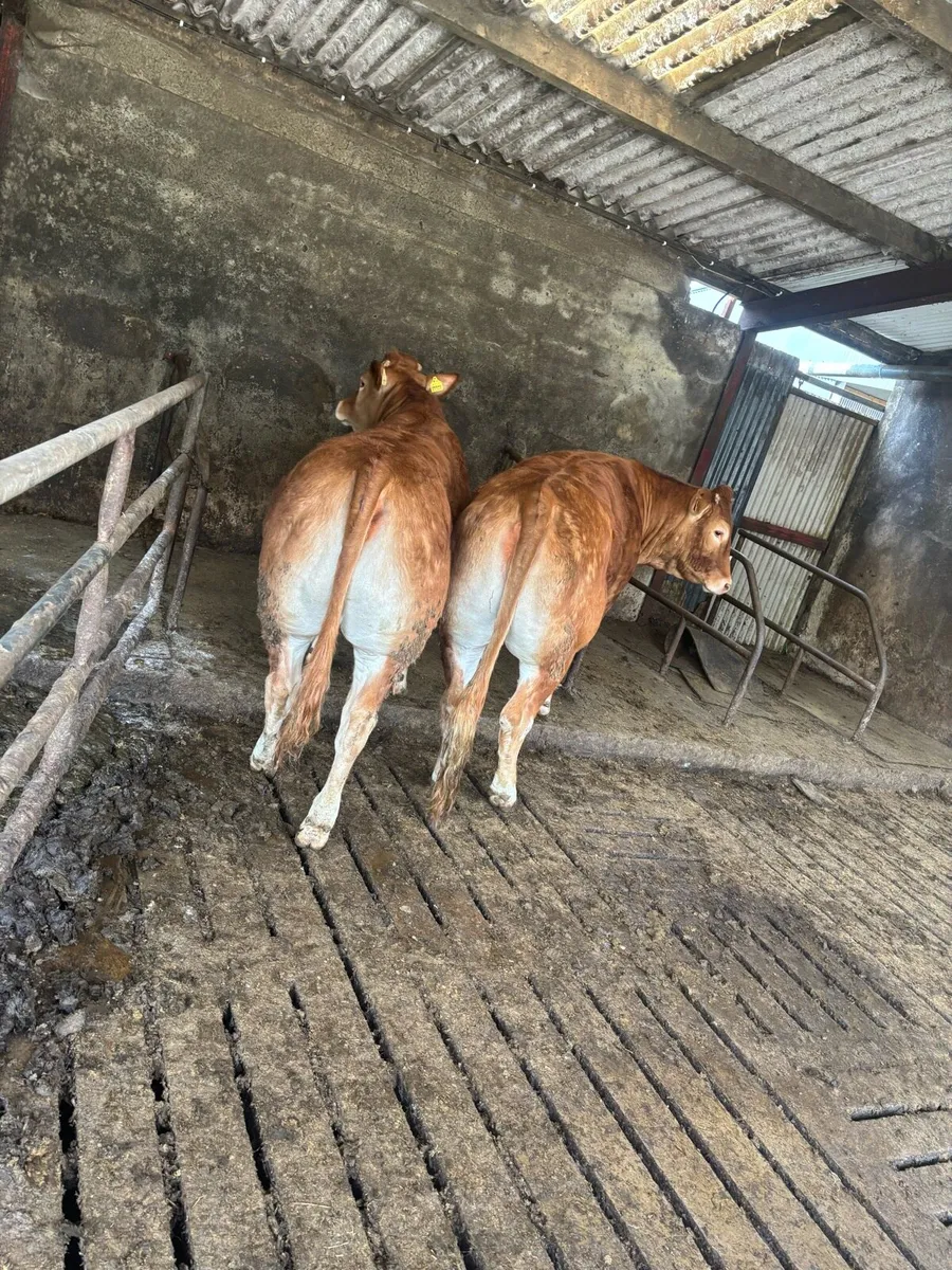 Lovely quality pair of limousine heifers - Image 2