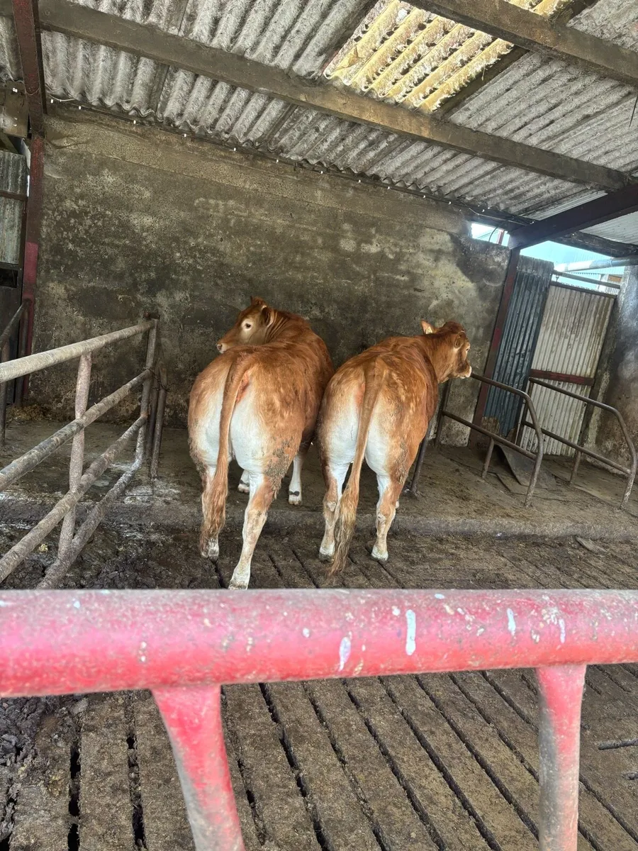 Lovely quality pair of limousine heifers - Image 3