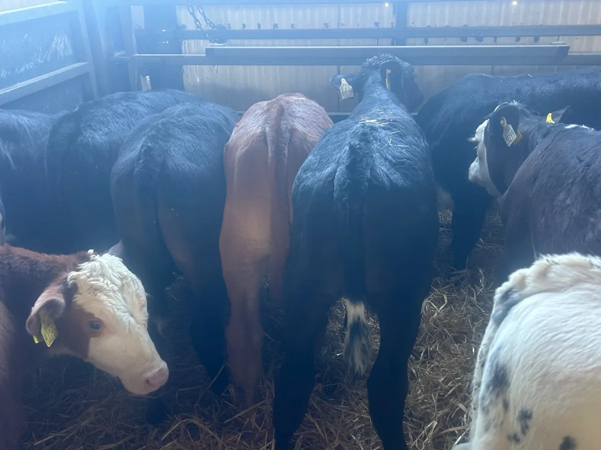 30 continental bull calves - Image 3