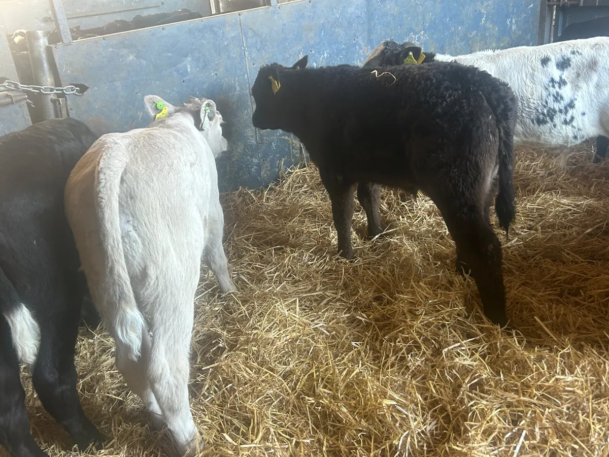 30 continental bull calves - Image 4