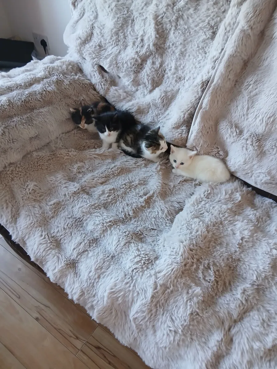 Kittens - Image 1