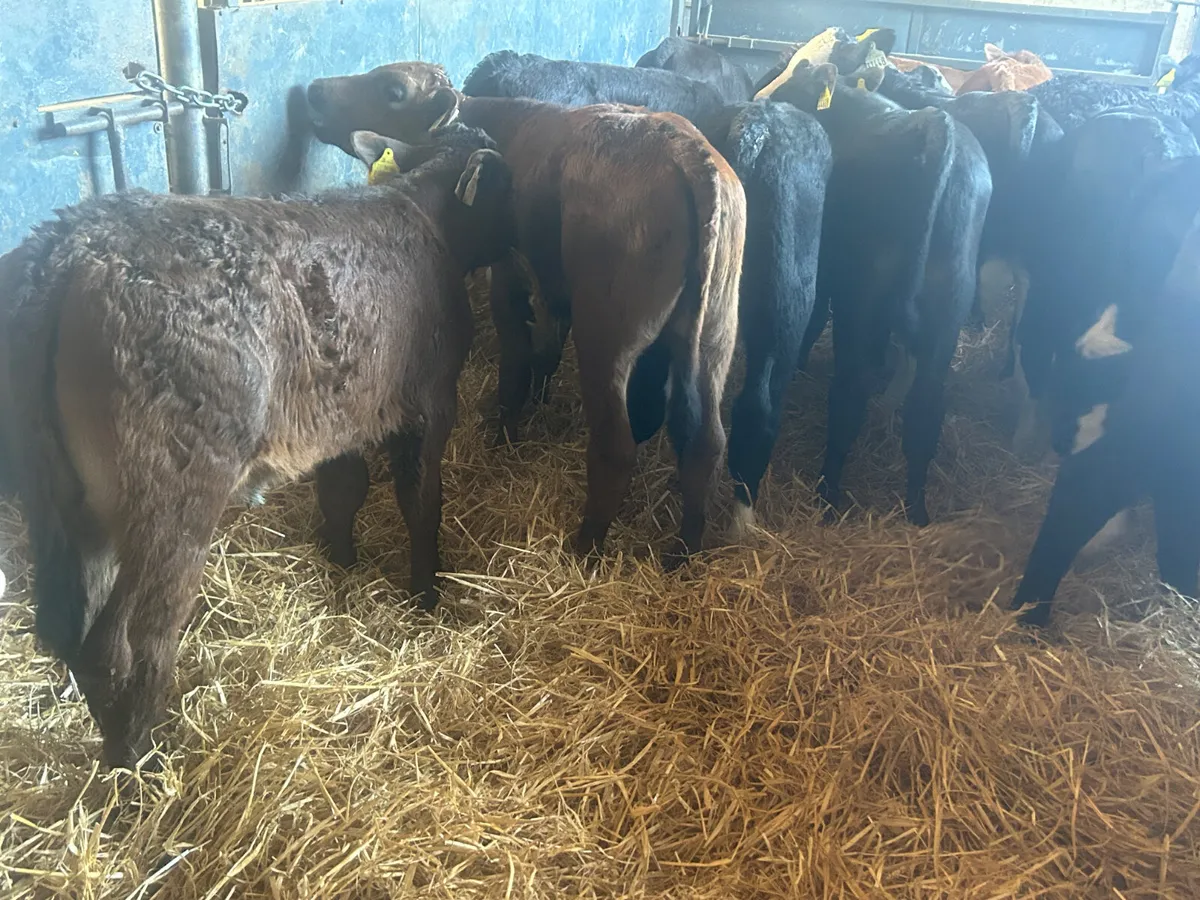 30 continental bull calves - Image 2
