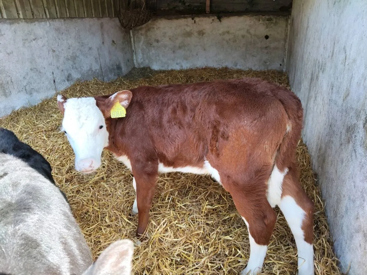 Calves - Image 1