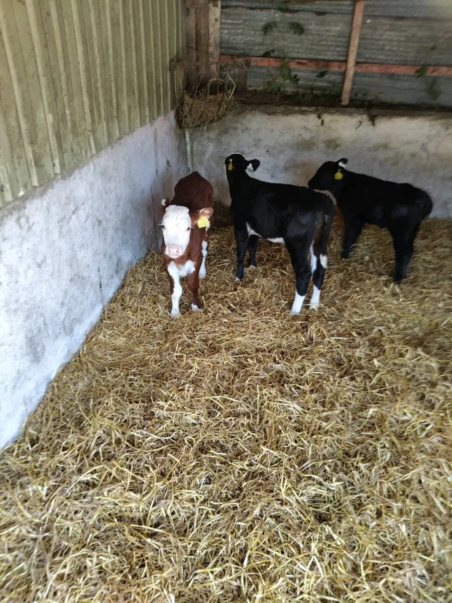 Calves - Image 2