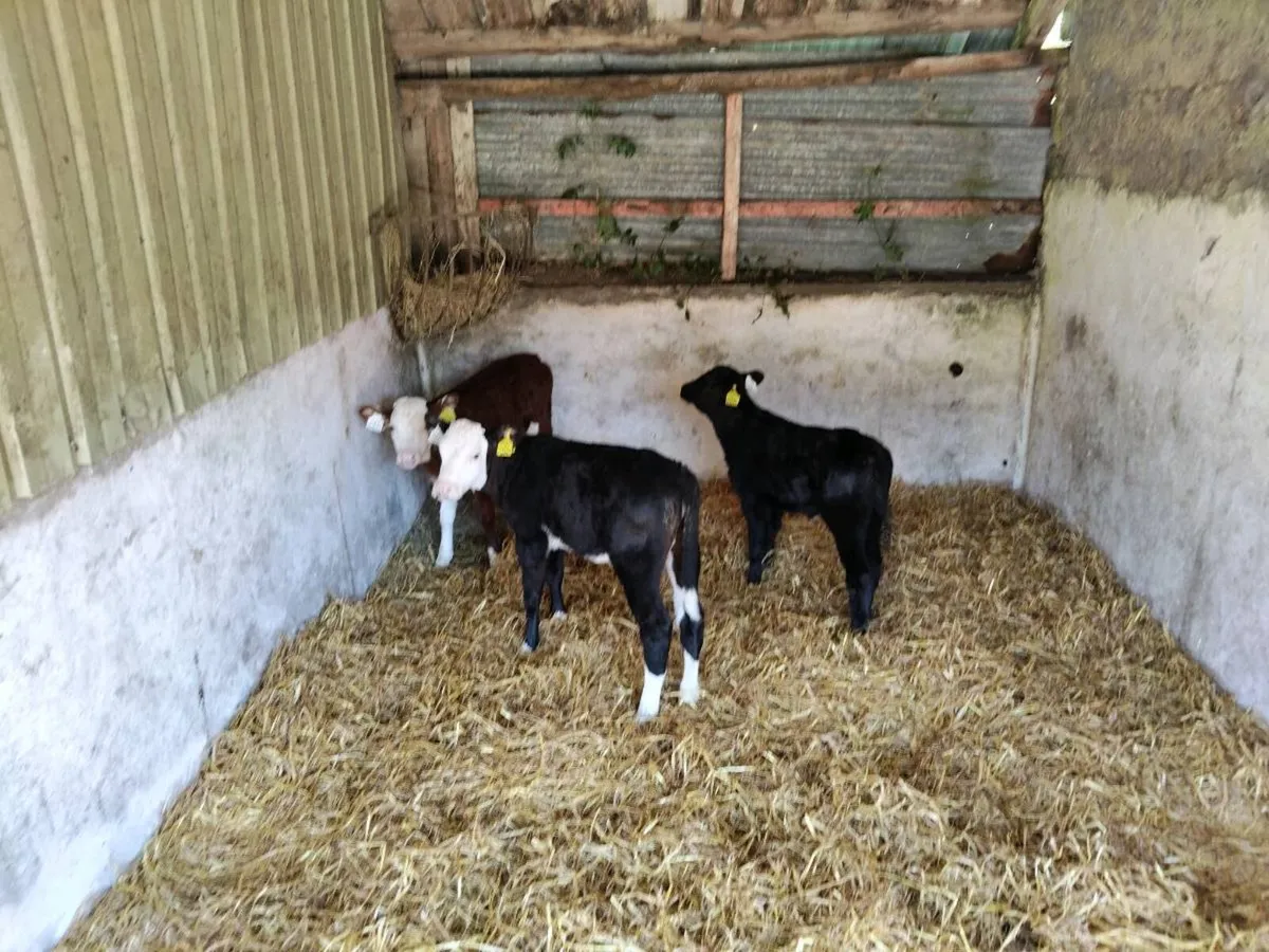Calves - Image 3