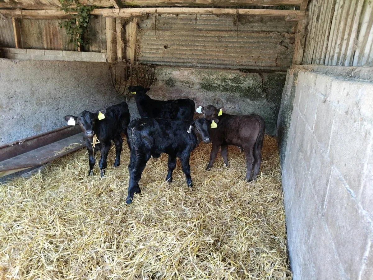 Calves - Image 4