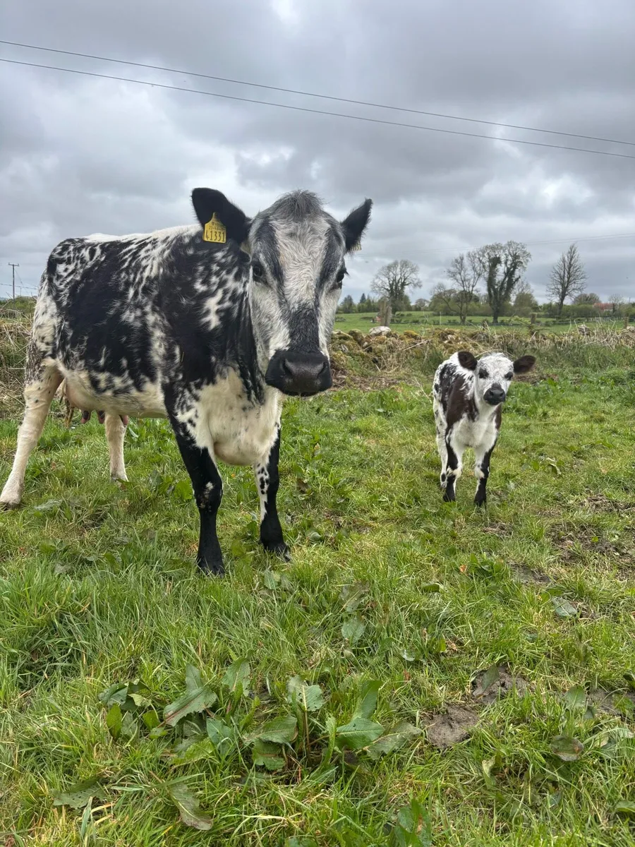 Cow and Calf - Image 1