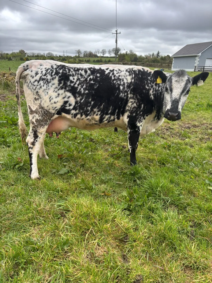 Cow and Calf - Image 2