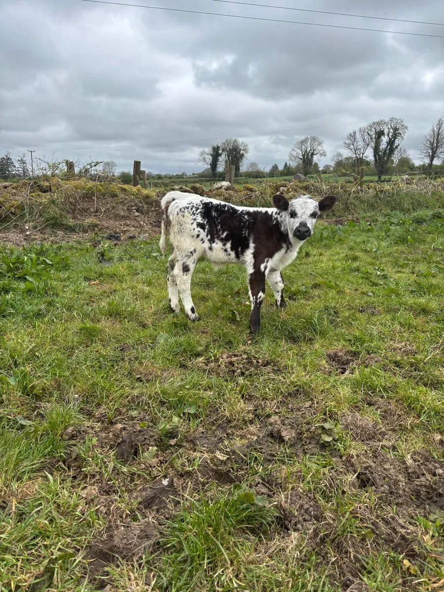 Cow and Calf - Image 3