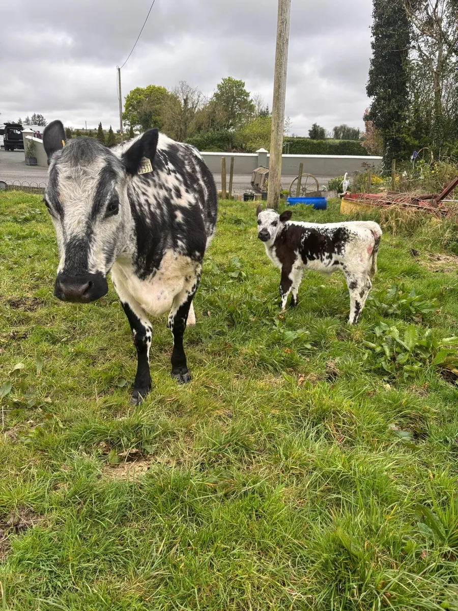 Cow and Calf - Image 4