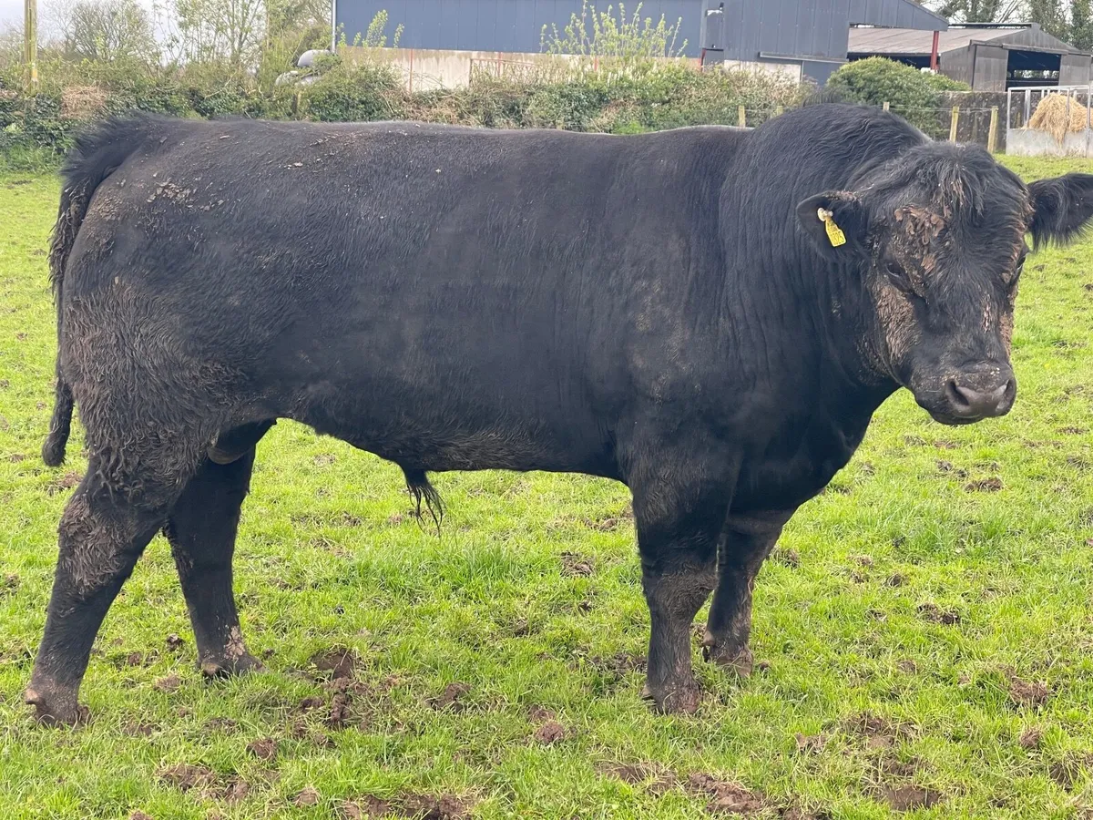 Angus bulls for sale - Image 1