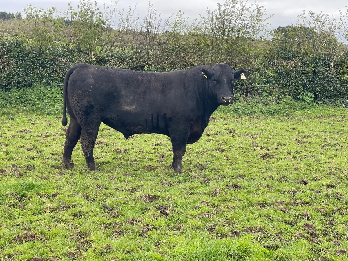 Angus bulls for sale - Image 2