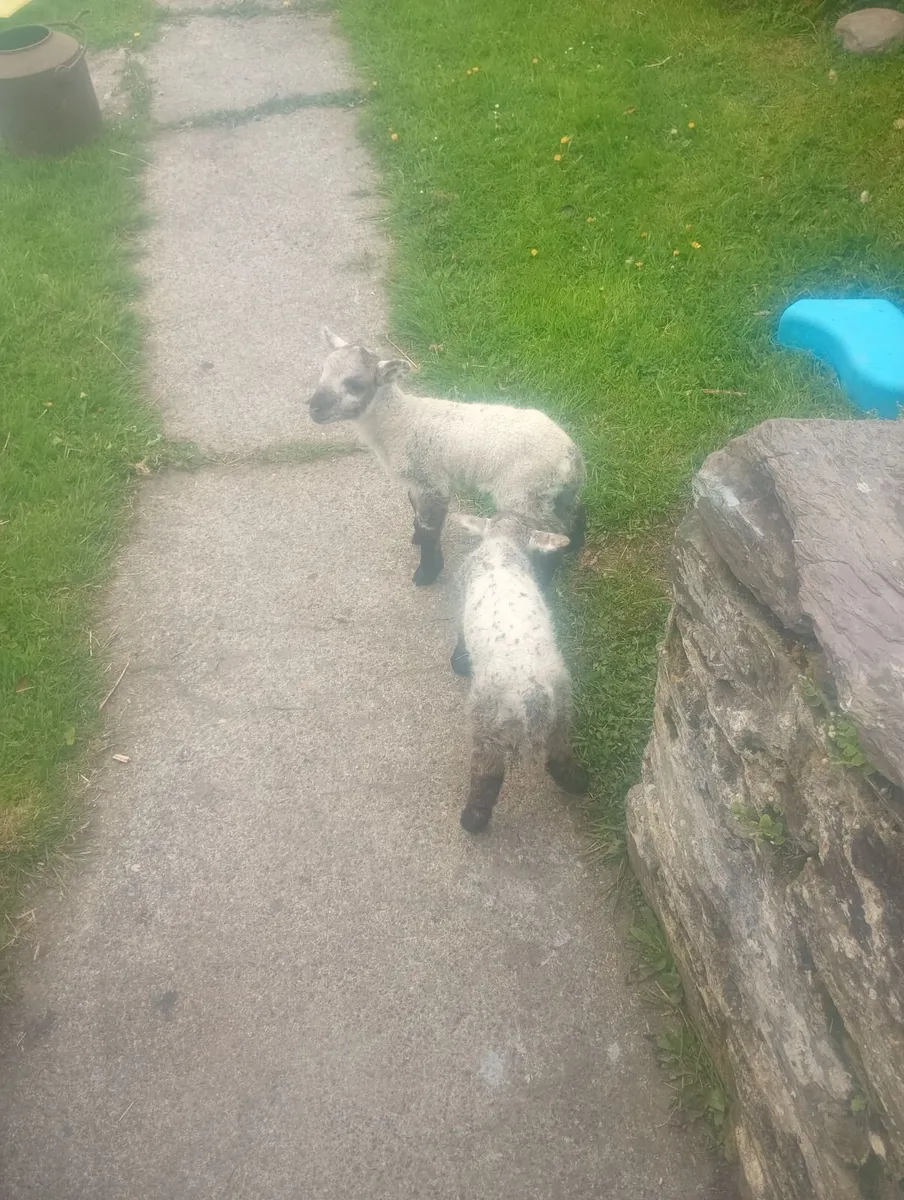 Pet Lambs - Image 2