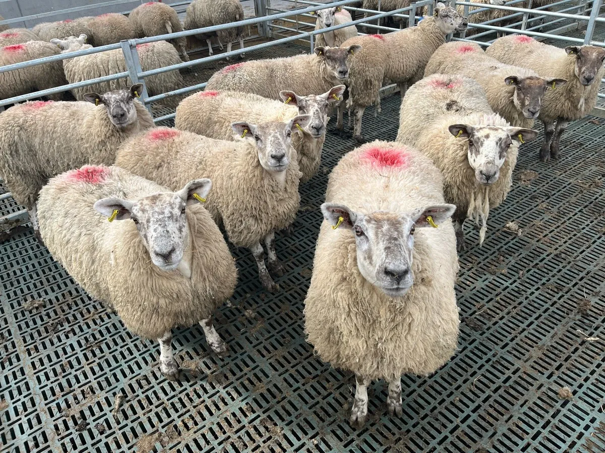 suffock  x  texel  hoggats. - Image 1