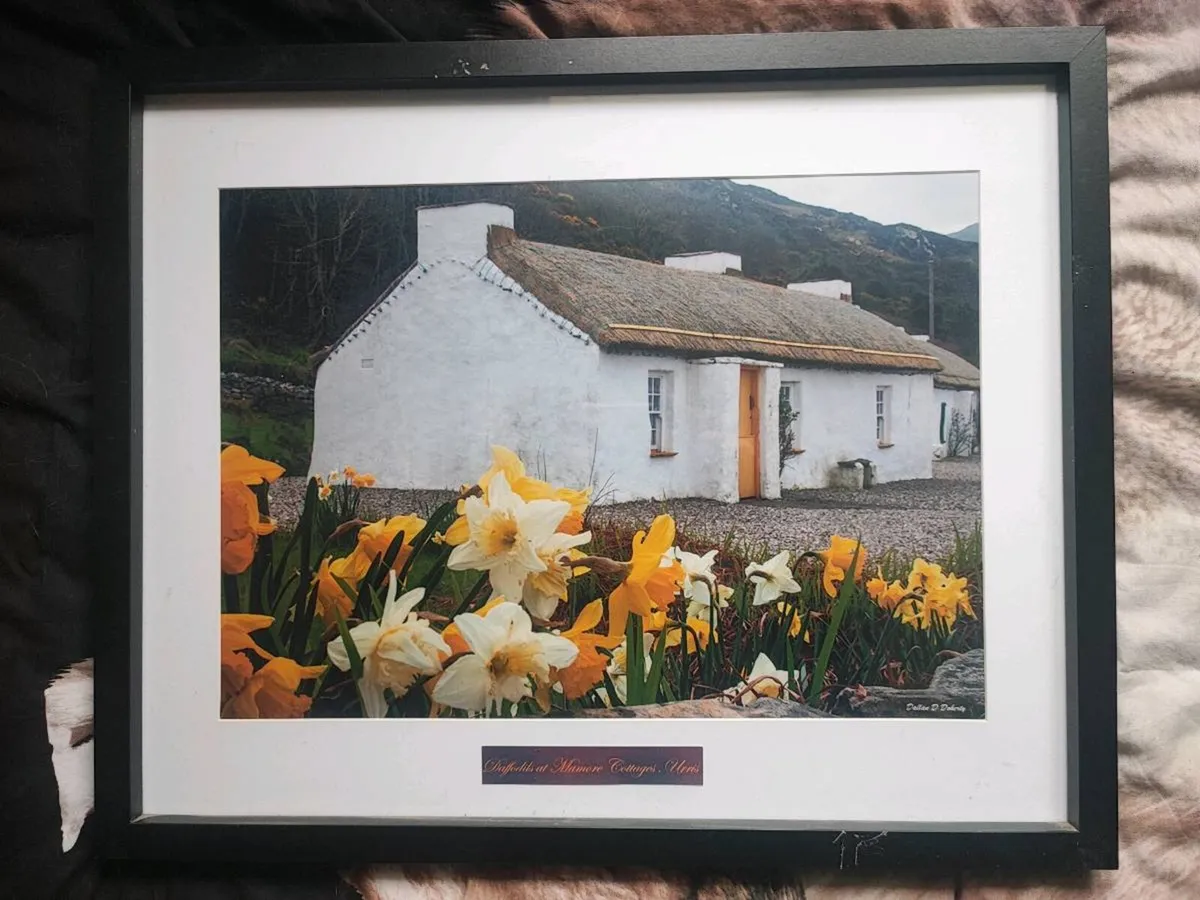 FRAMED PHOTO ( DAFFODILS AT MAMORE COTTAGES )