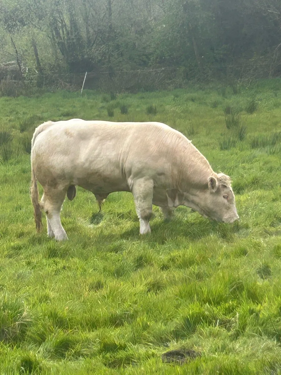 Charolais bull - Image 1