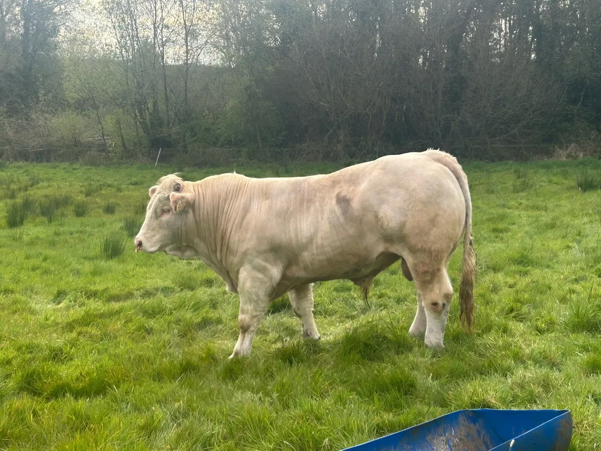 Charolais bull - Image 2