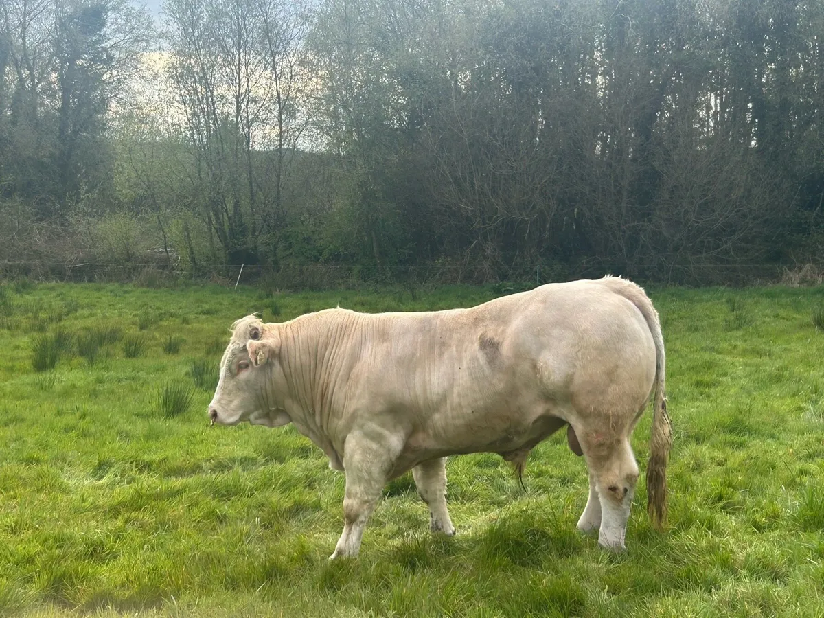 Charolais bull - Image 3