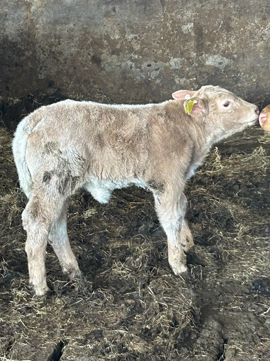 Charolais bull - Image 4