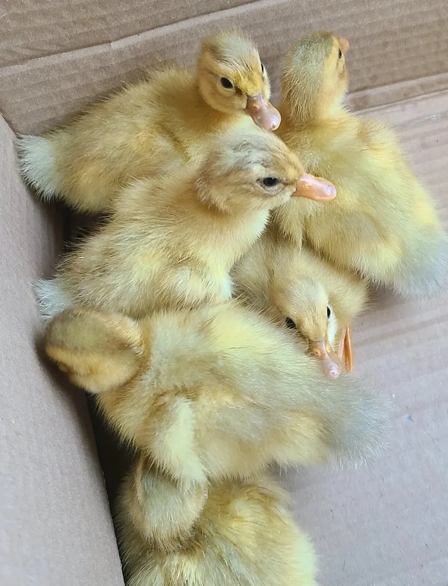 Purebred Saxony ducklings - Image 1