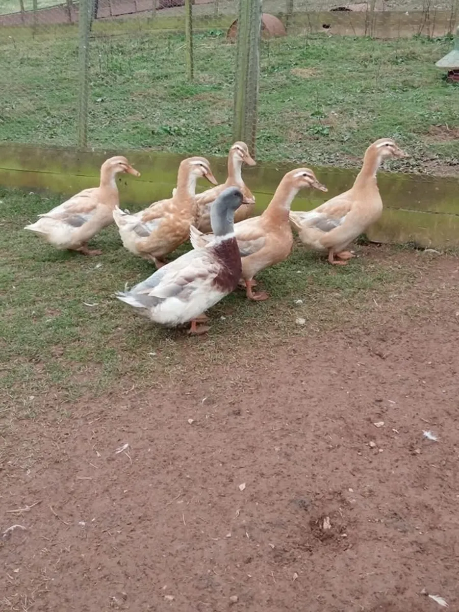 Purebred Saxony ducklings - Image 2