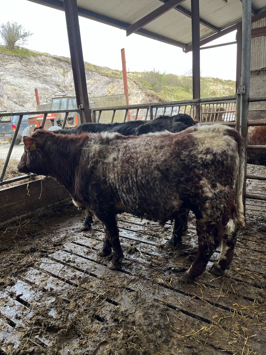 PBNR roan shorthorn bull - Image 2