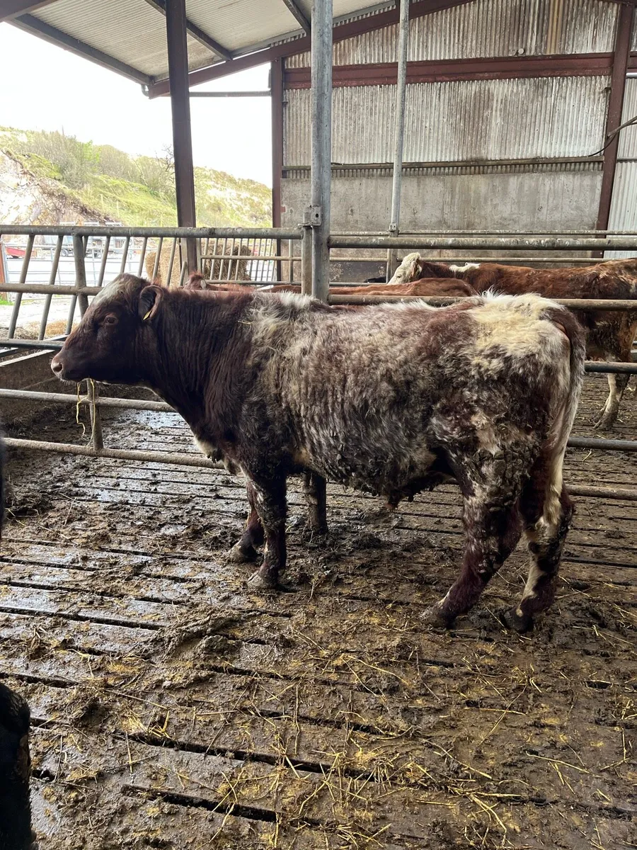 PBNR roan shorthorn bull - Image 3