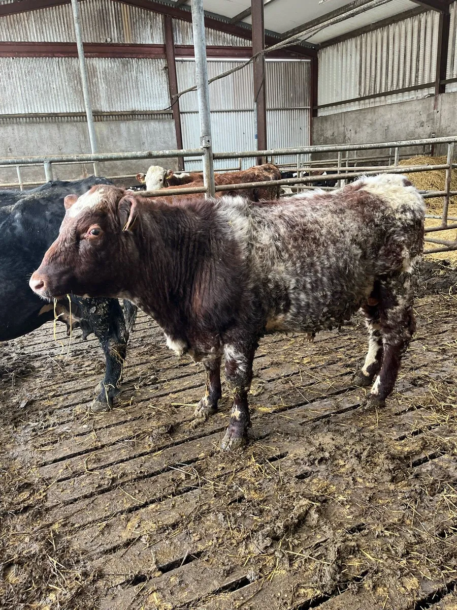 PBNR roan shorthorn bull - Image 4