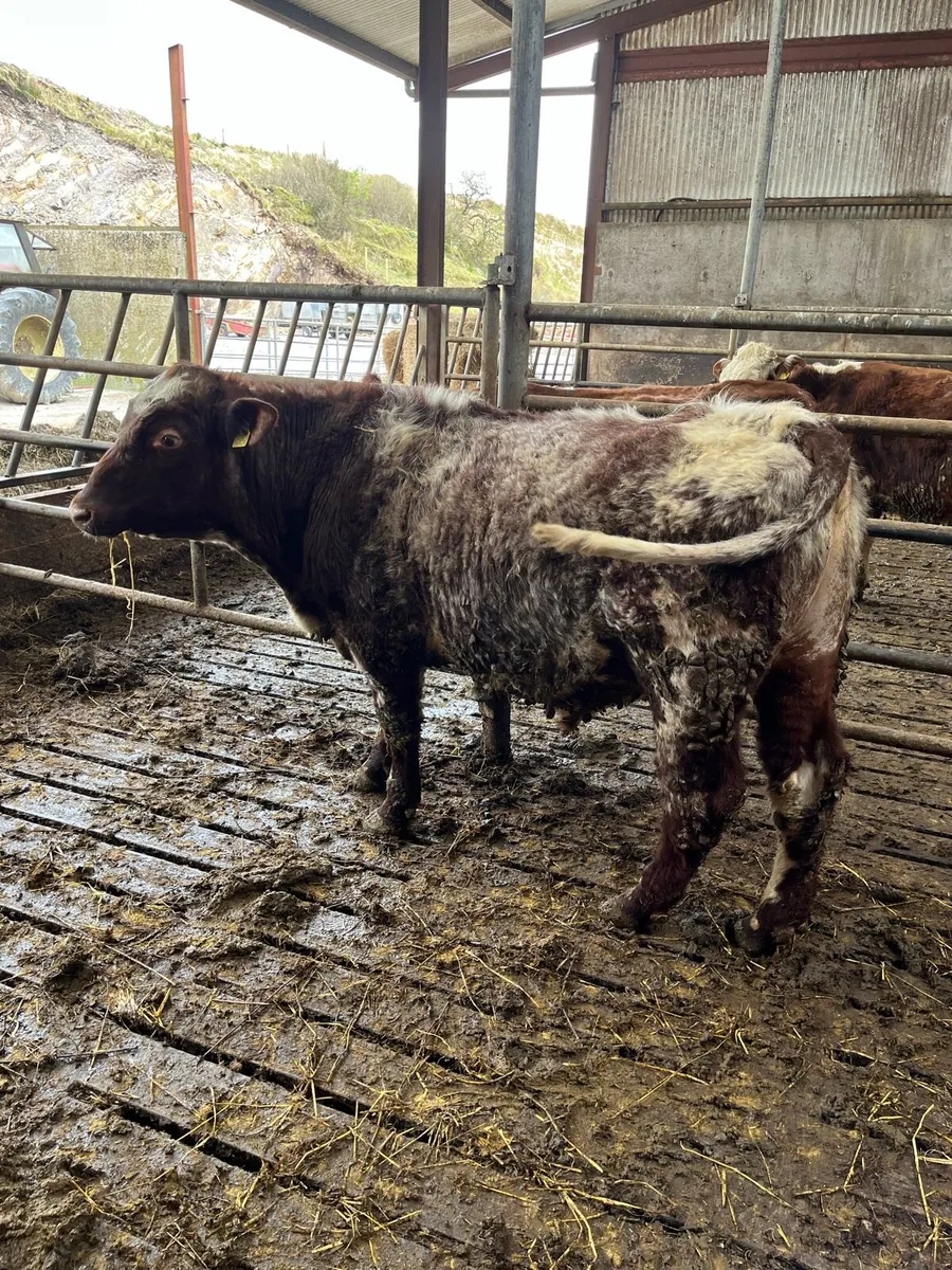 PBNR roan shorthorn bull - Image 1