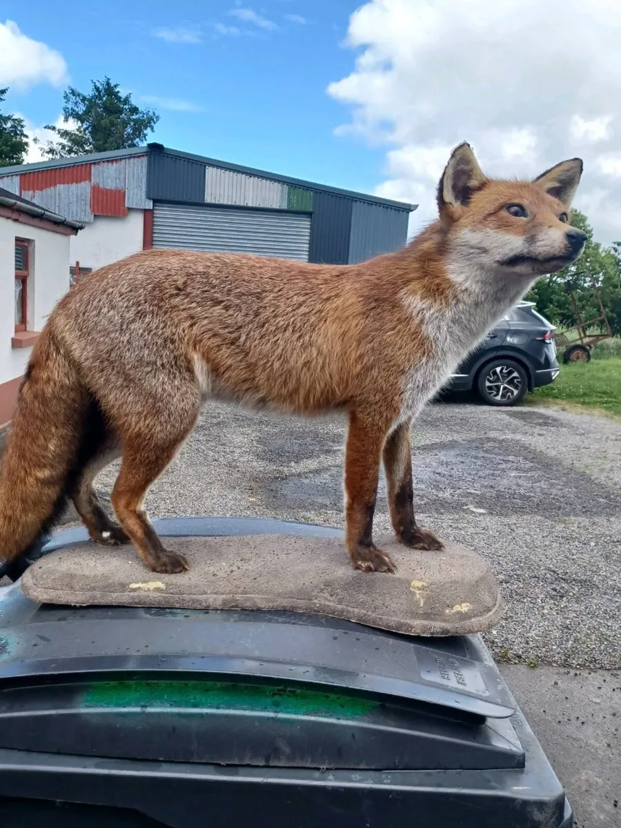 Taxidermy fox and pheasant - Image 2
