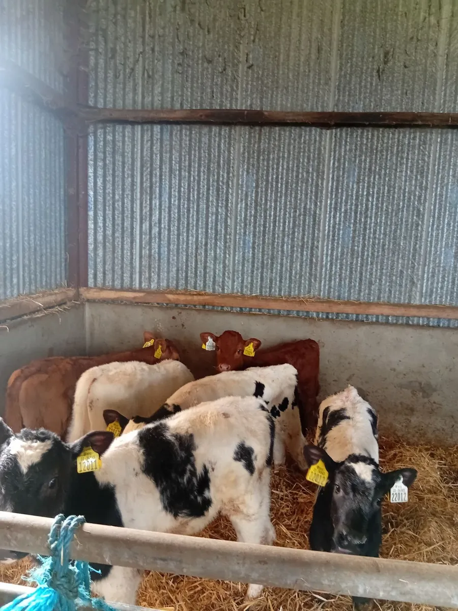 Calves - Image 2