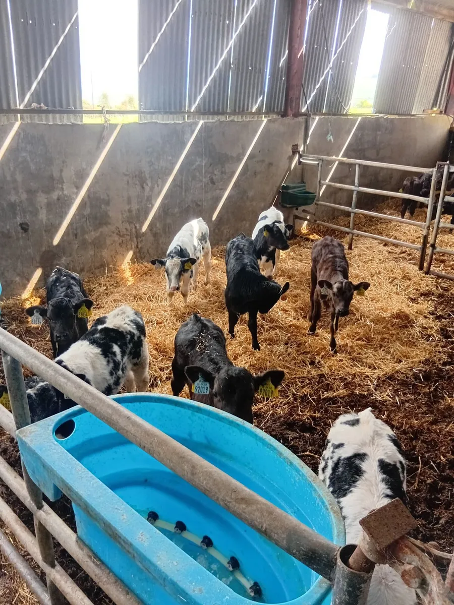 Calves - Image 1