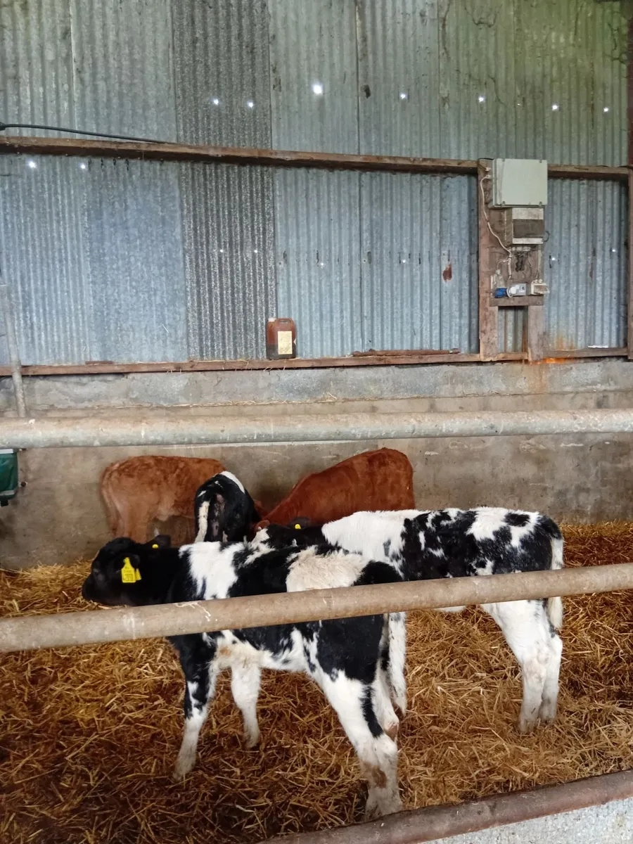 Calves - Image 3
