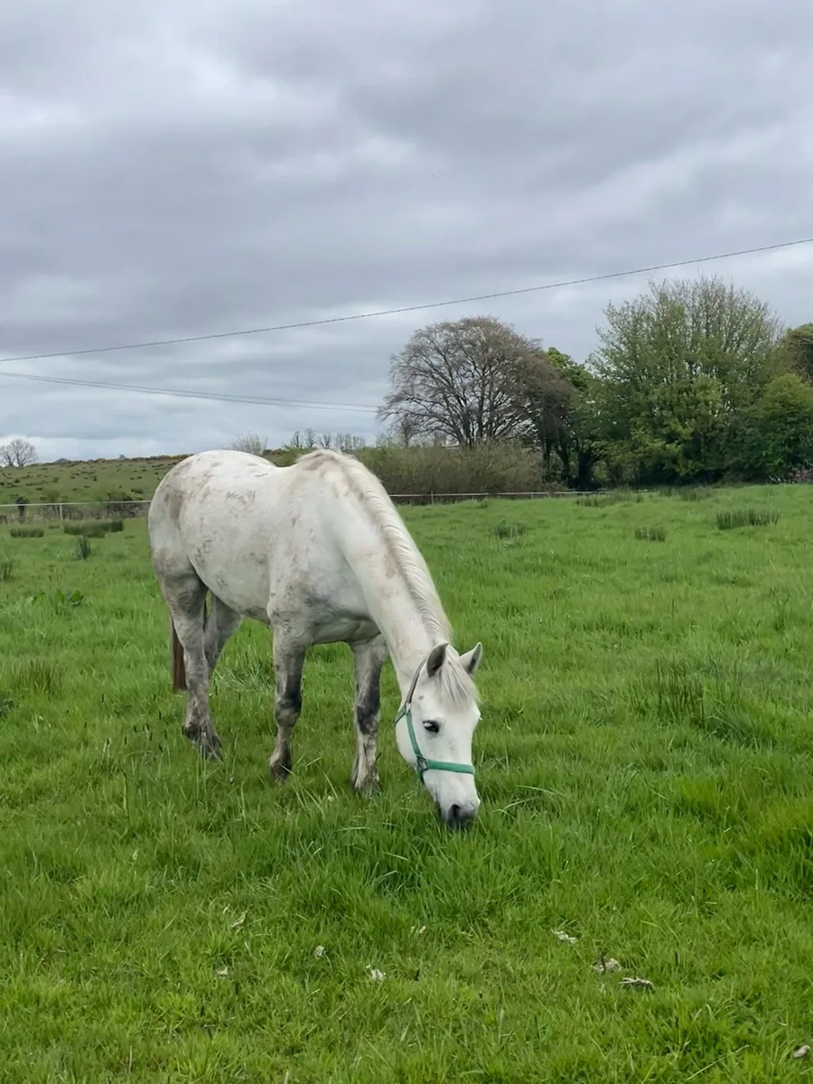 4 year old Connemara gelding - Image 1