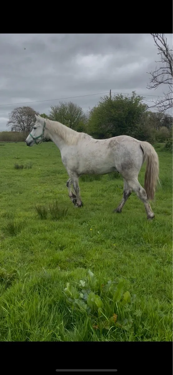 4 year old Connemara gelding - Image 4