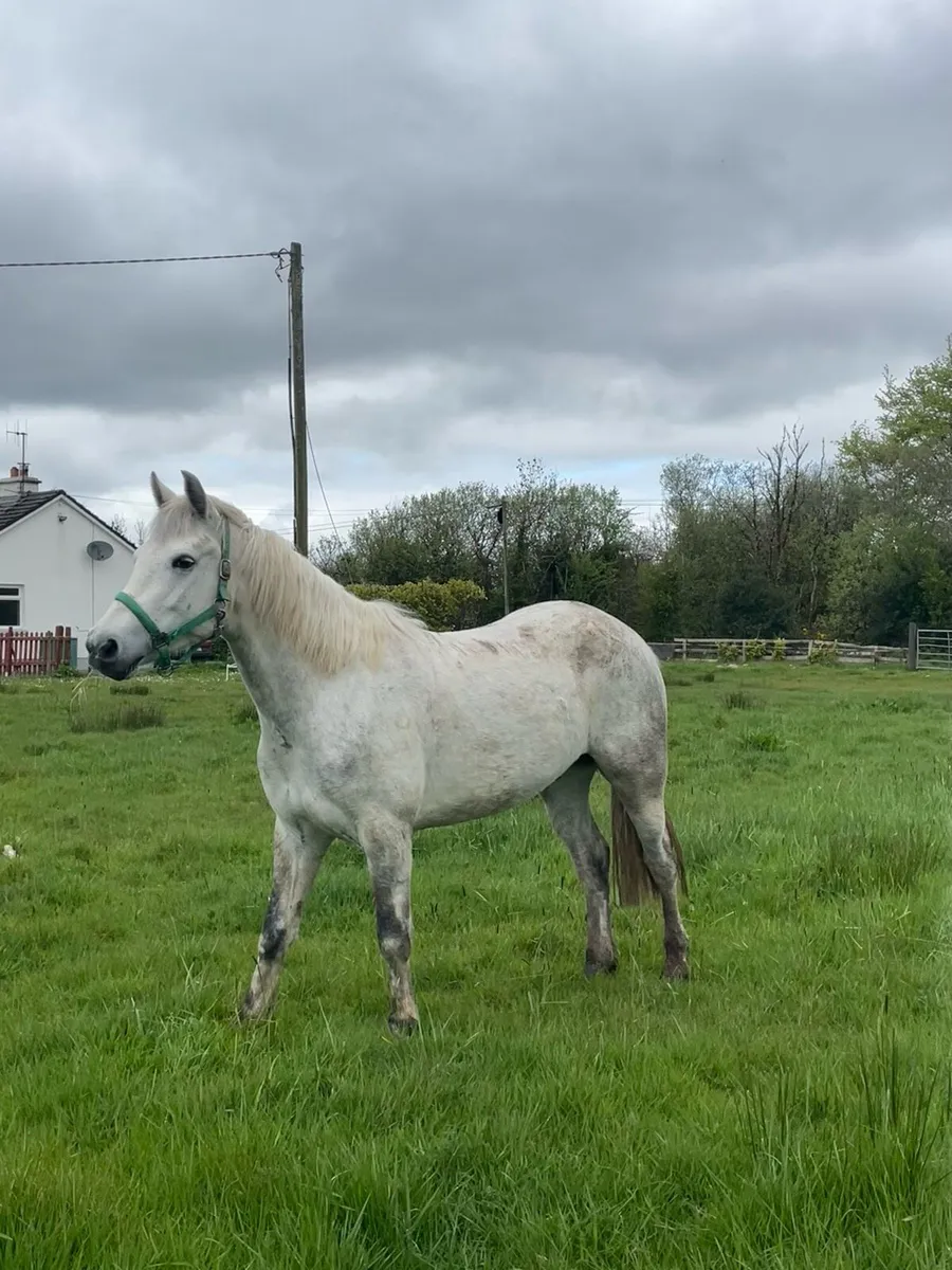4 year old Connemara gelding - Image 2